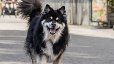 Hundparad när ungas drömmar om Borås blir verklighet